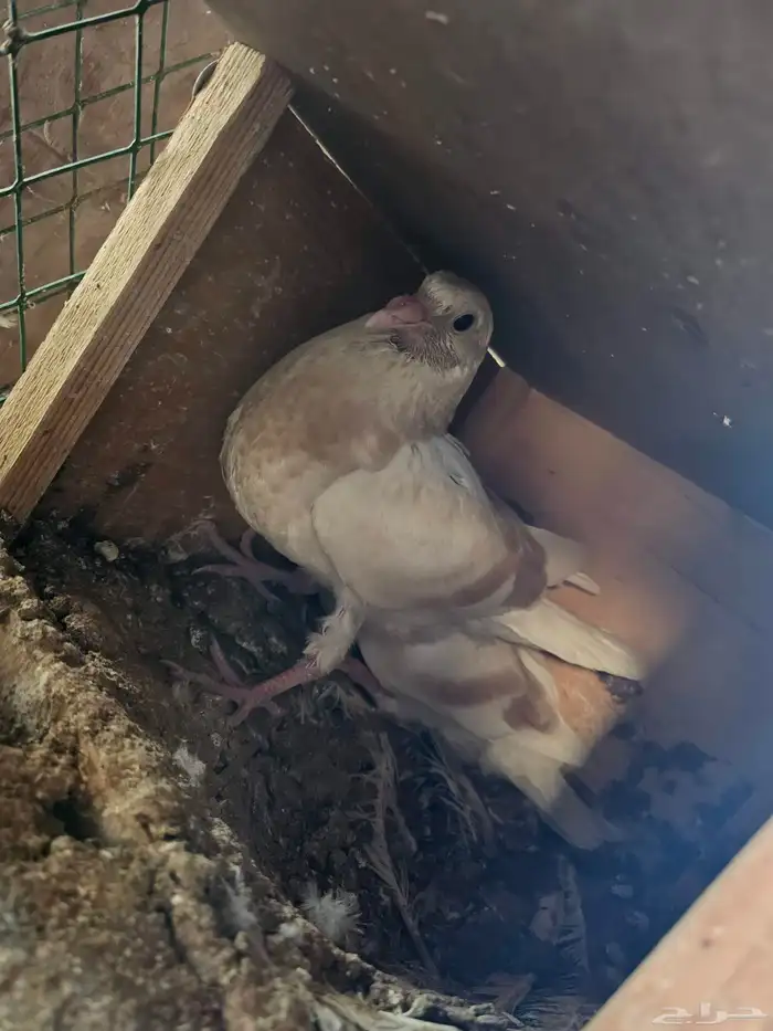 زغاليل فرنسي وزاجل ذبح 7