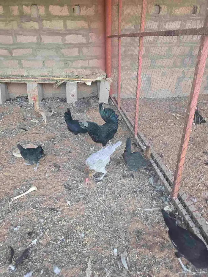 دجاج فيومي بلدي اندنوسي مشكل 0