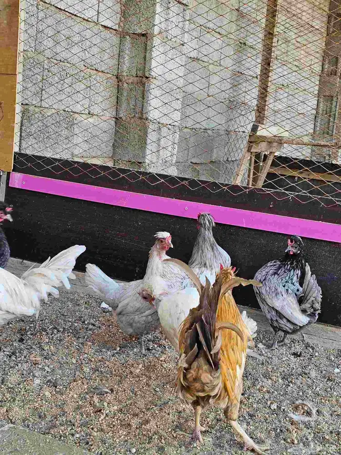 دجاج عربي كويتي هزاز 2