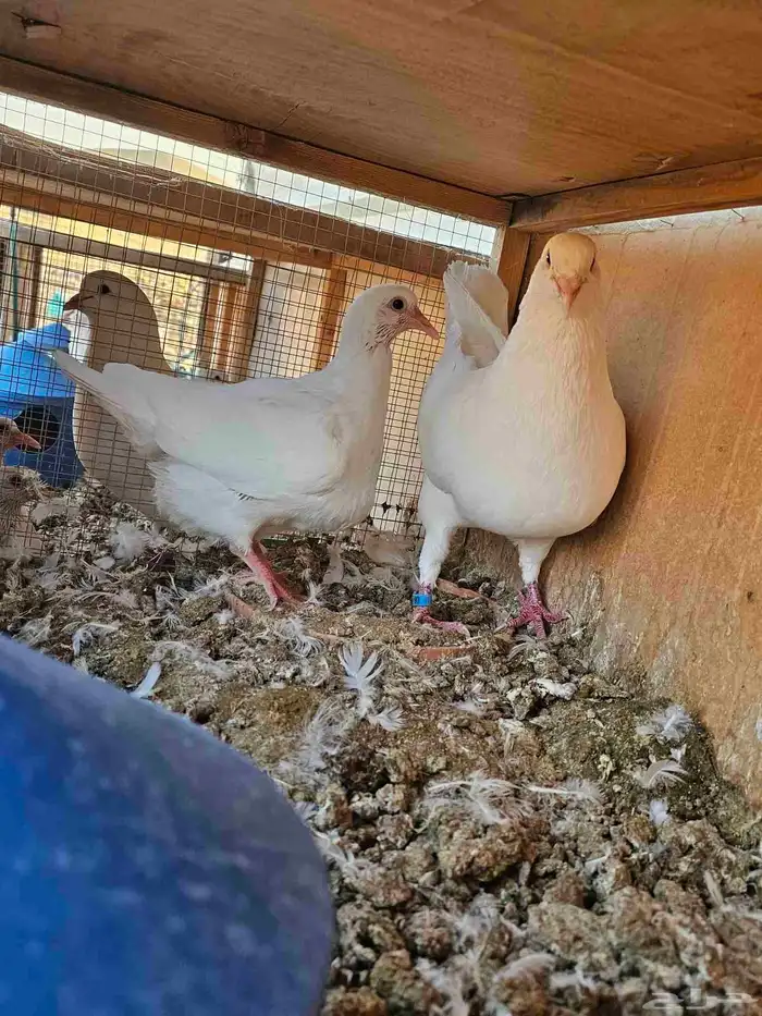 زغاليل فرنسي وزاجل ذبح 5