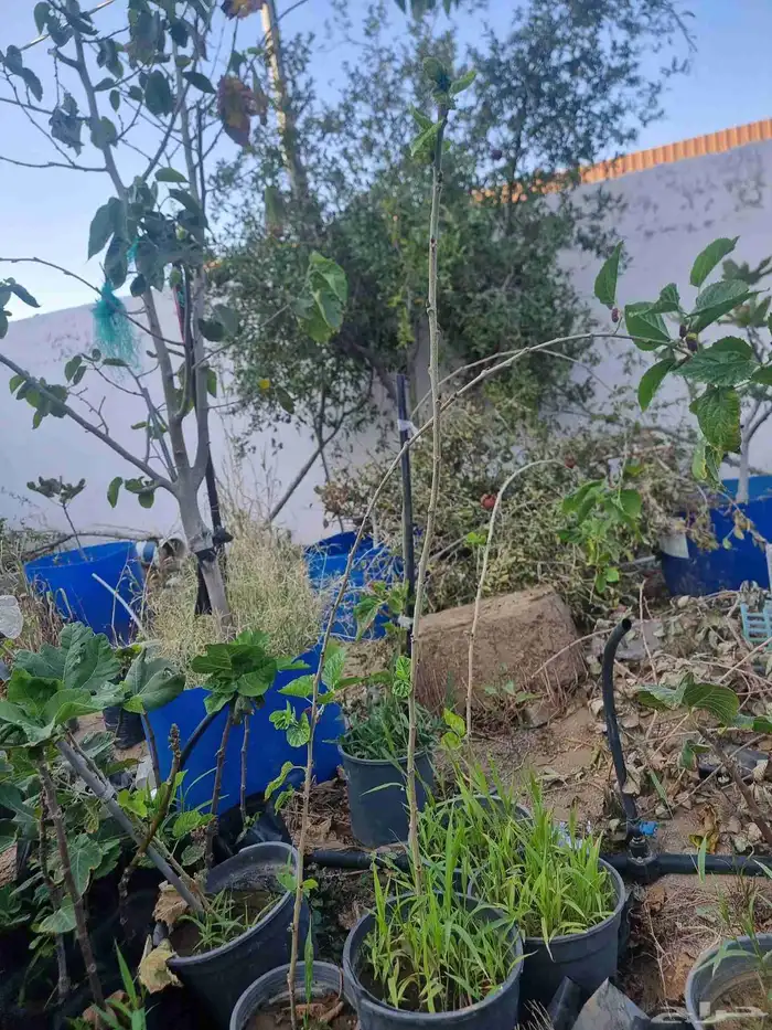 شتلات توت إيراني 0