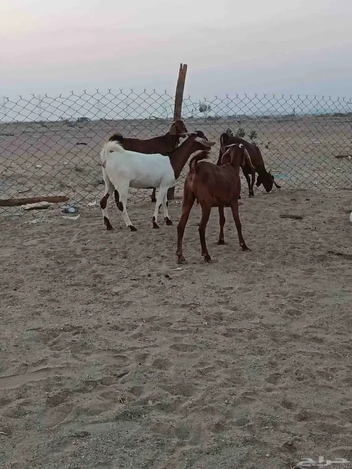 4 جفار جذعات فرش الفحل جروم ب 1500 ريال للراس نهائي 10