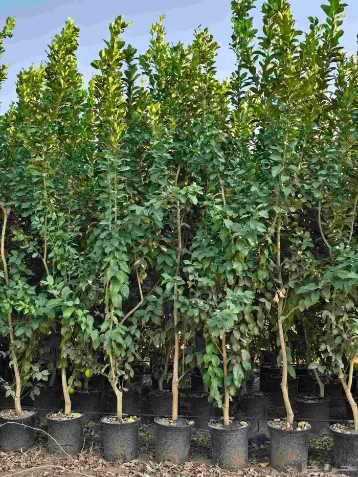 اشجار حمضيات 1