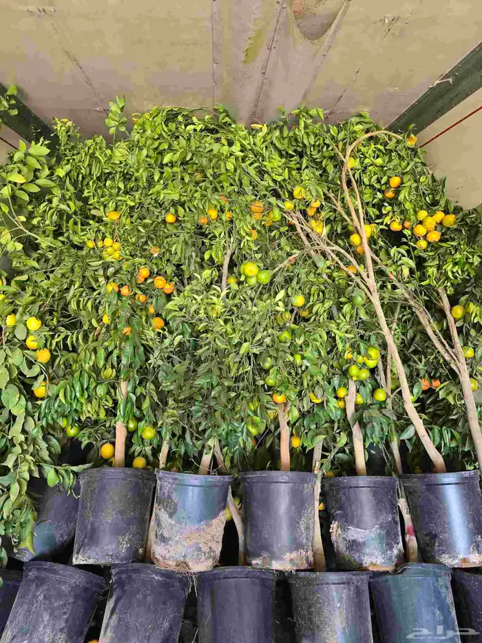 من تحميل اليوم 5 11. اشجار الحمضيات 2