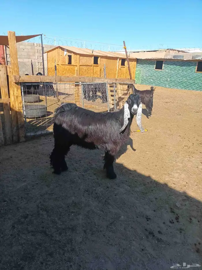 جفارعوارض طيبات العدد6 على السوم 0