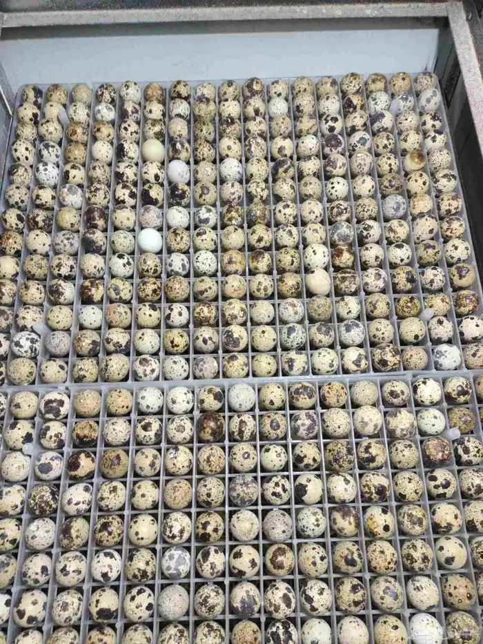 فنى تربية دواجن   روس 308وجميع أنواع الطيور 8