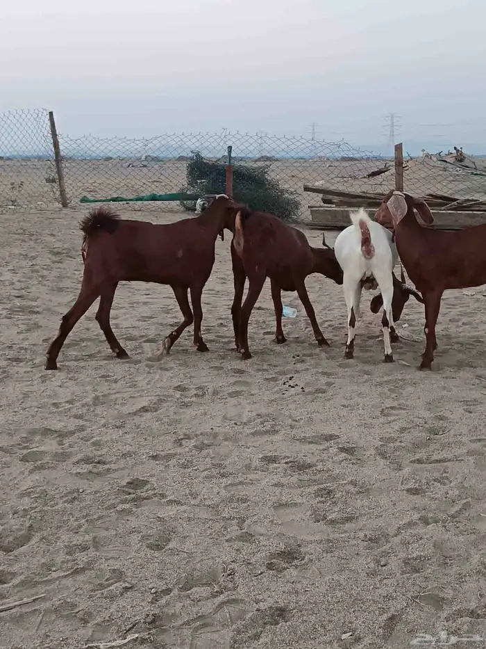 4 جفار جذعات فرش الفحل جروم ب 1500 ريال للراس نهائي 17