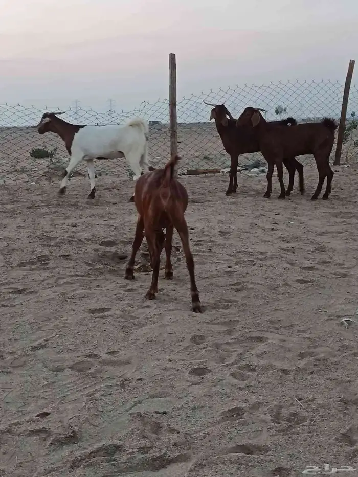 4 جفار جذعات فرش الفحل جروم ب 1500 ريال للراس نهائي 15