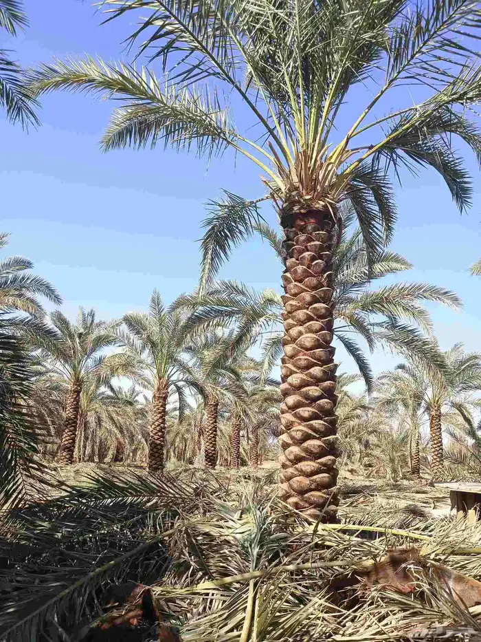 يوجد لدينا نخل تكريب هلال من مترين ونص 3م4م 5م 6م 4