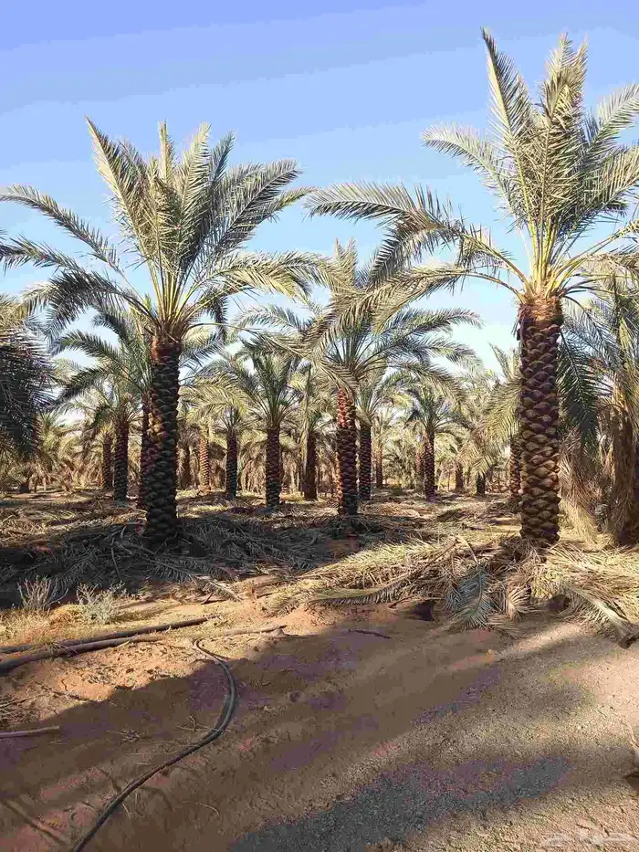 يوجد لدينا نخل تكريب هلال من مترين ونص 3م4م 5م 6م 0