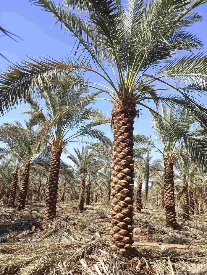 يوجد لدينا نخل تكريب هلال من مترين ونص 3م4م 5م 6م 5