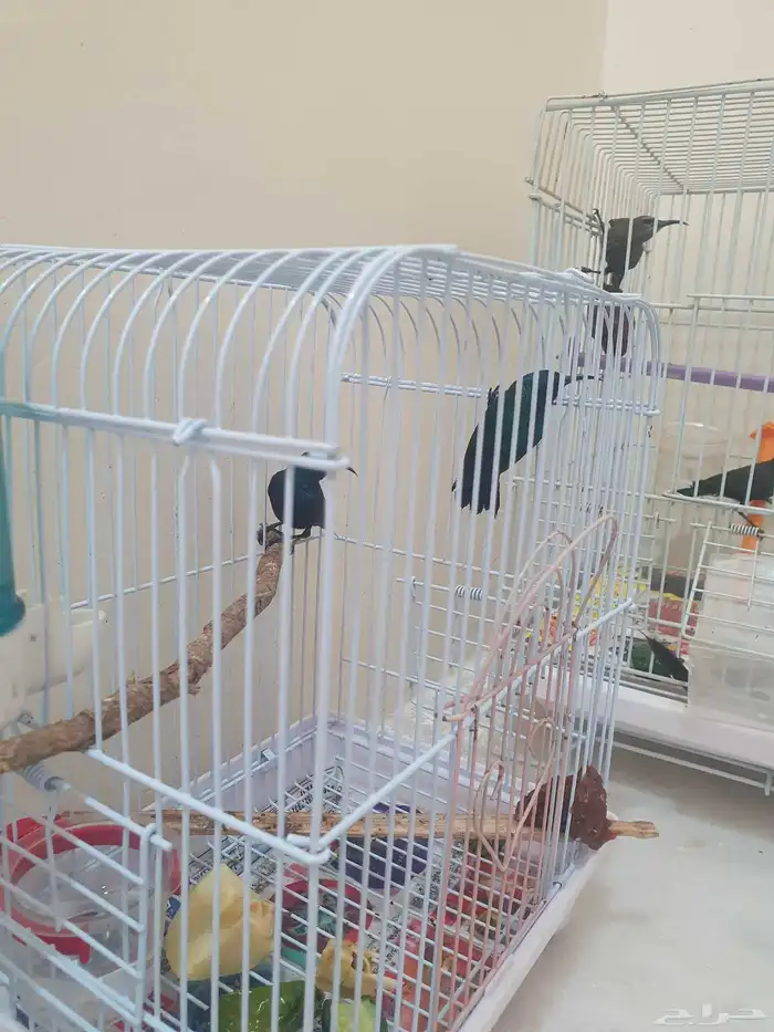 كميه من طيور الشمس 13