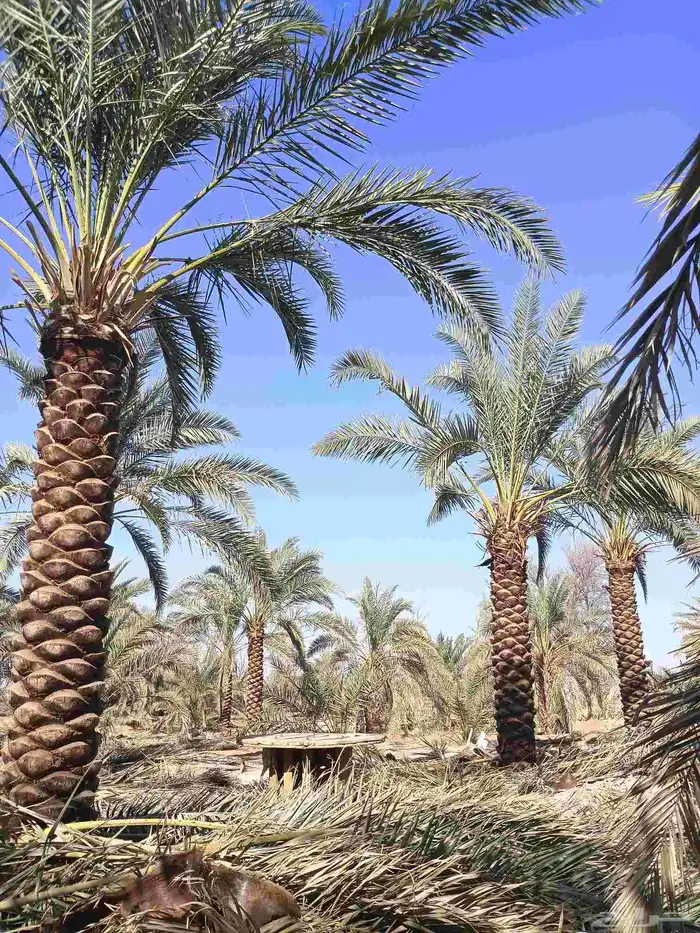 يوجد لدينا نخل تكريب هلال من مترين ونص 3م4م 5م 6م 3