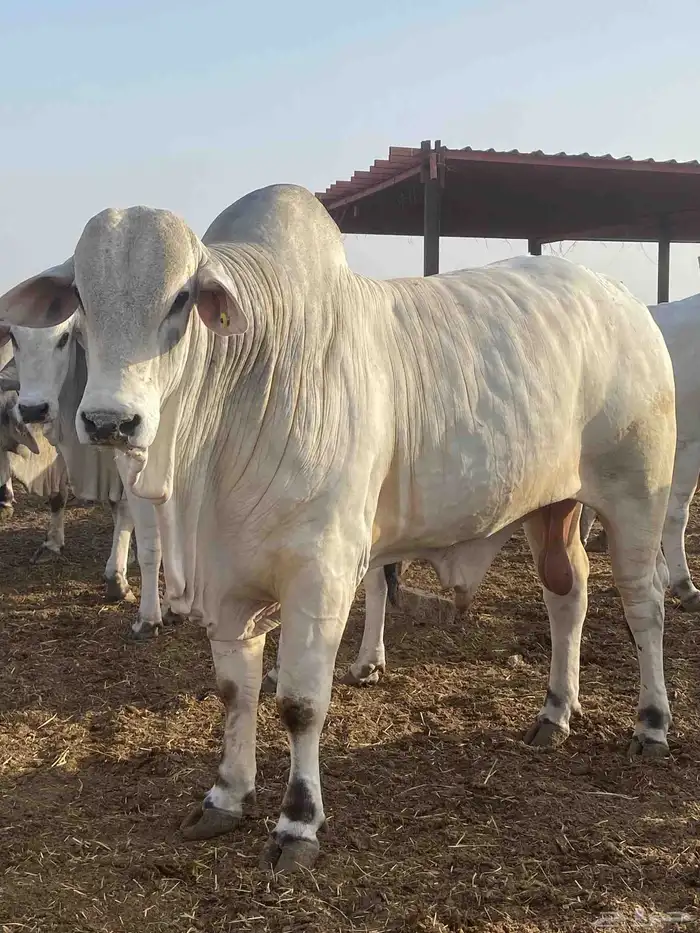 عجول بلدي وحشوان وتيوس وعجول برازيلي 1