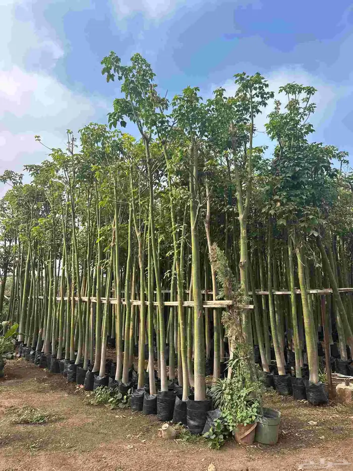 تنسيق حدائق بالرياض طبيعي وصناعي وتركيب شبكات الري 5