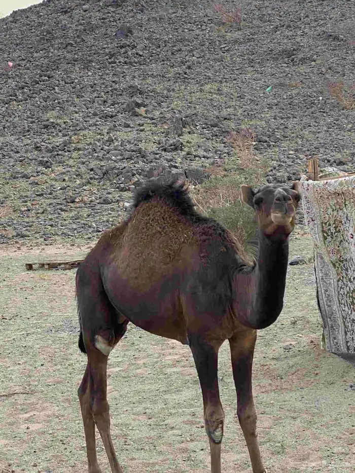 قعود احمر 7 شهور 1