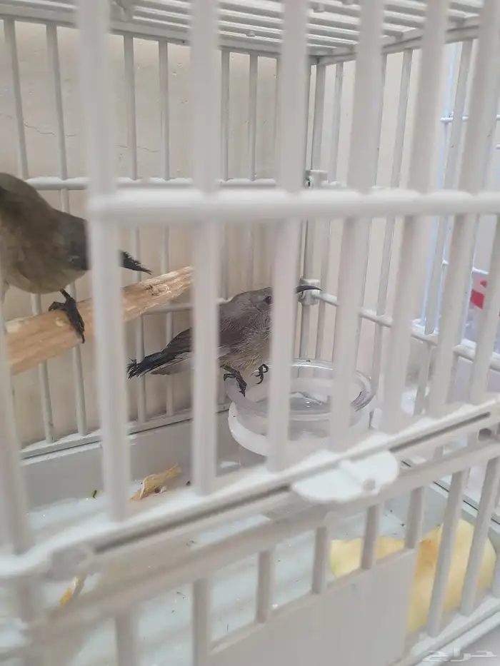 كميه من طيور الشمس 11