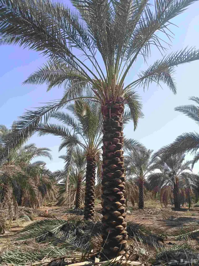 يوجد لدينا نخل تكريب هلال من مترين ونص 3م4م 5م 6م 7