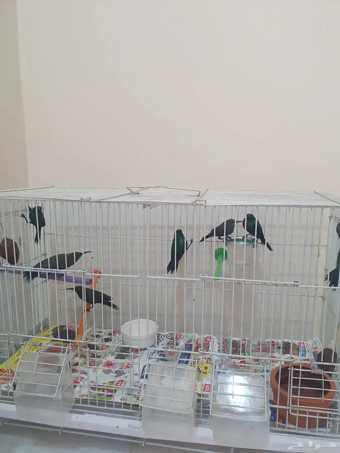 كميه من طيور الشمس 9