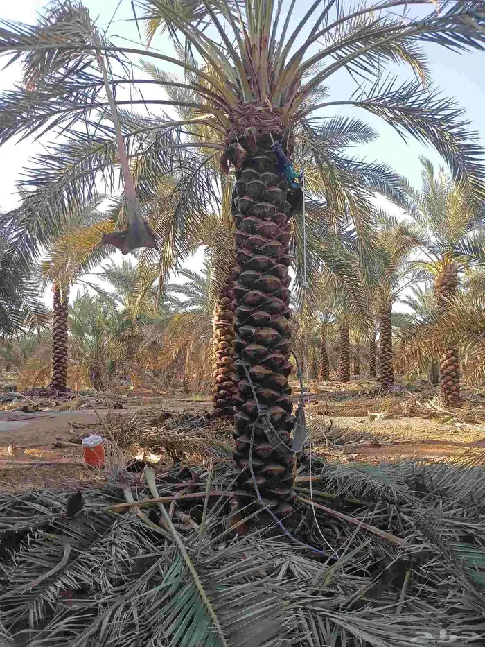 يوجد لدينا نخل تكريب هلال من مترين ونص 3م4م 5م 6م 2