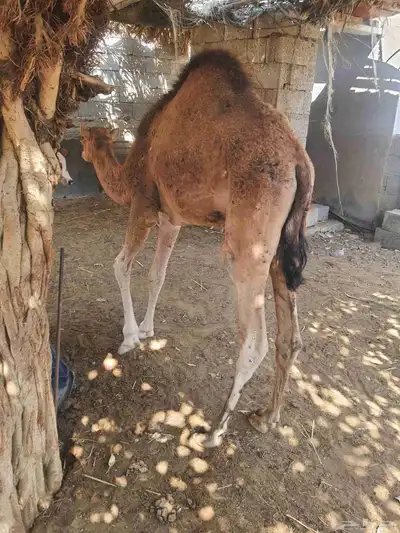 حاشي لباني وحسايل index