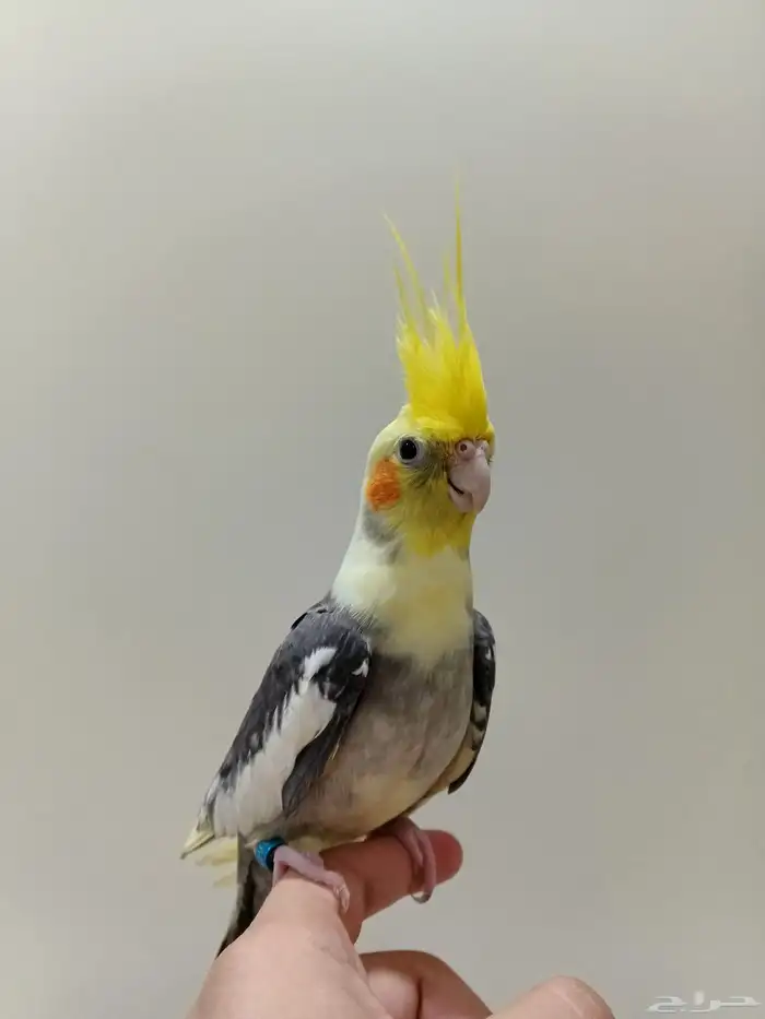 كروان أليف جدا 1