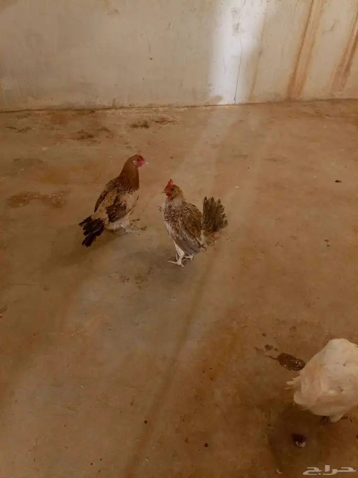 دجاج بلدي بياض ضرما 2