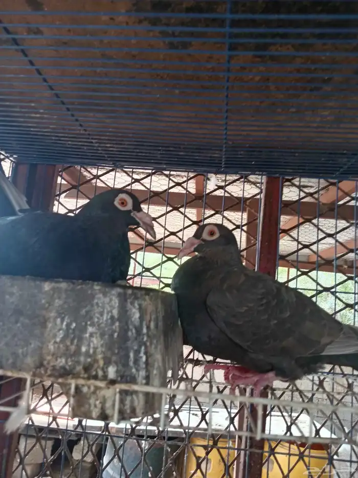 نعرض لكم زوج كرياير ومعهم فرخ تب التب الصحة شرط 0