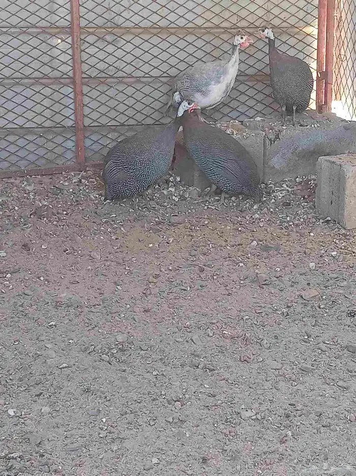 دجاج حبشي ذكر وثلاث اناث 0