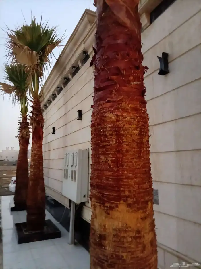 نخل للبيع جميع أنواعه ومقساته 23