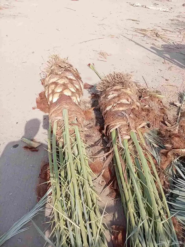 نخل للبيع جميع أنواعه ومقساته 19