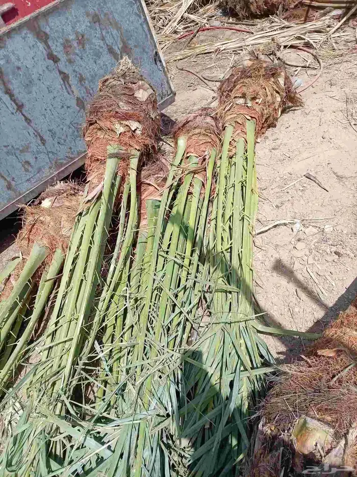 نخل للبيع جميع أنواعه ومقساته 29