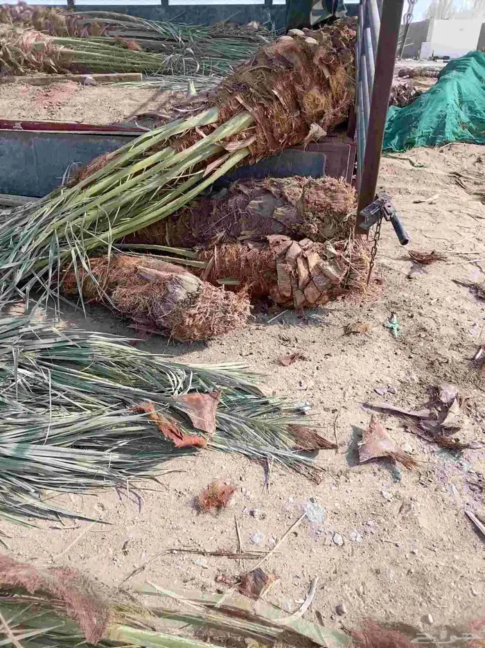 نخل للبيع جميع أنواعه ومقساته 17