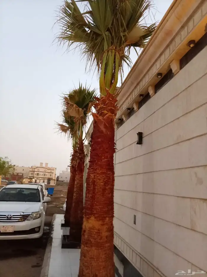 نخل للبيع جميع أنواعه ومقساته 22