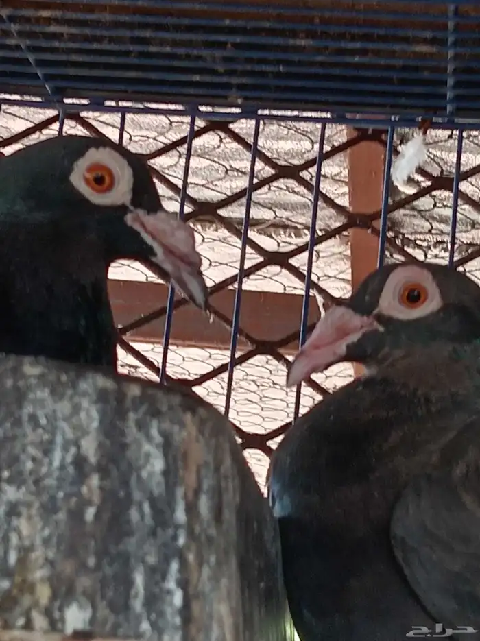 نعرض لكم زوج كرياير ومعهم فرخ تب التب الصحة شرط 1