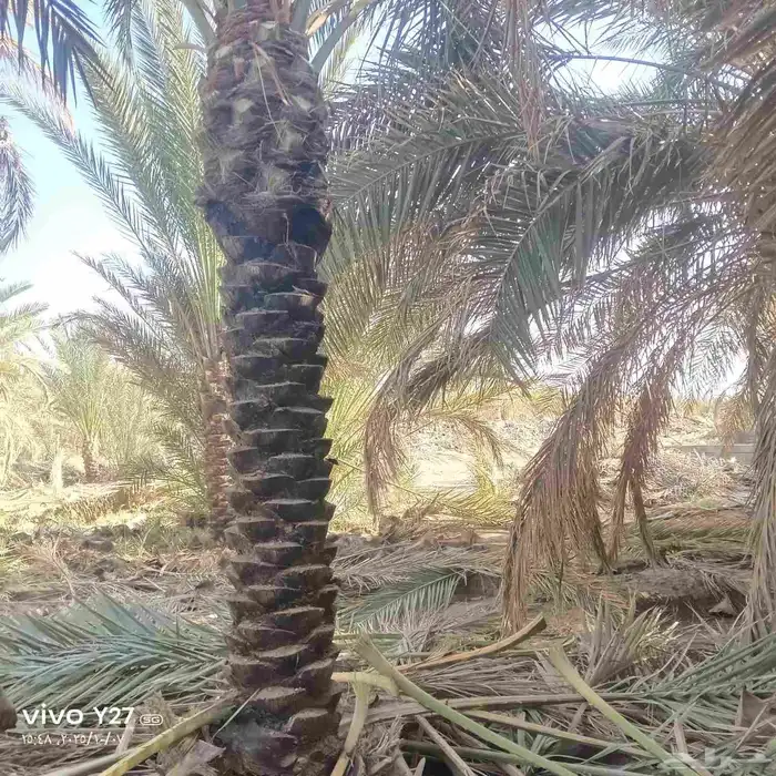 نخل عربي 6
