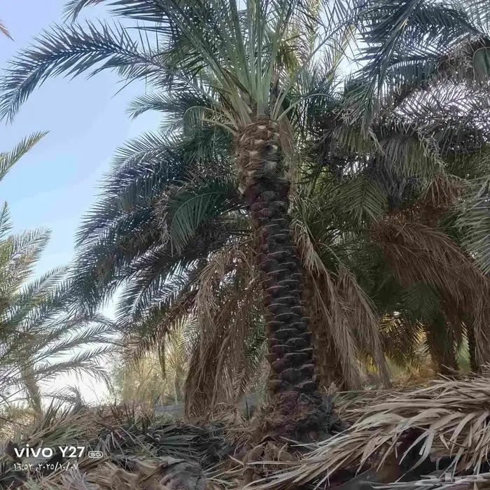 نخل عربي 4