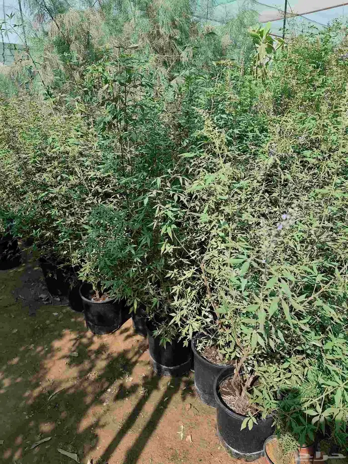 تنسيق حدائق 7