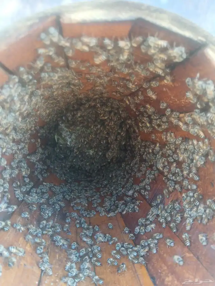 نحل بلدي للبيع 5