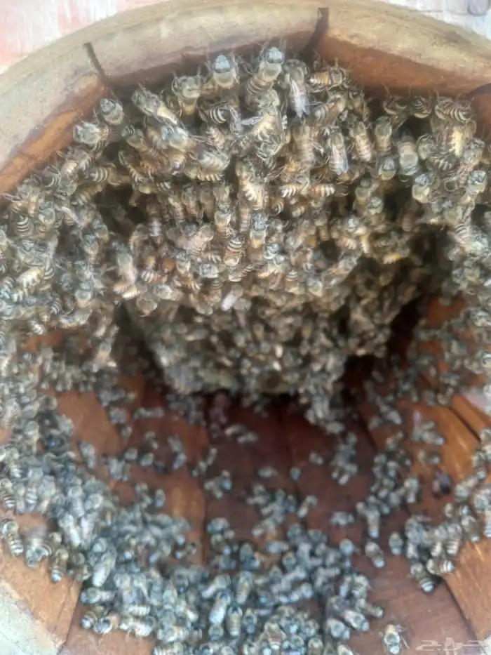 نحل بلدي للبيع 3