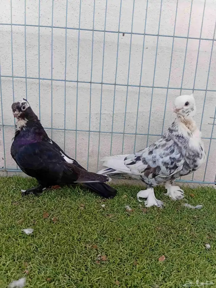 زوج حب رمان 2