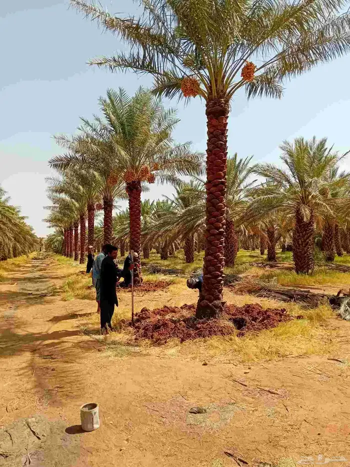 نقوم بتوريد جميع أنواع النخيل الوشنطني والعربي 5