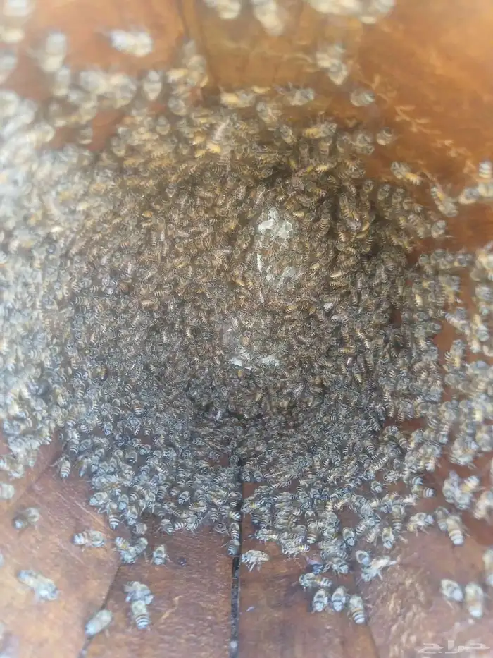 نحل بلدي للبيع 6