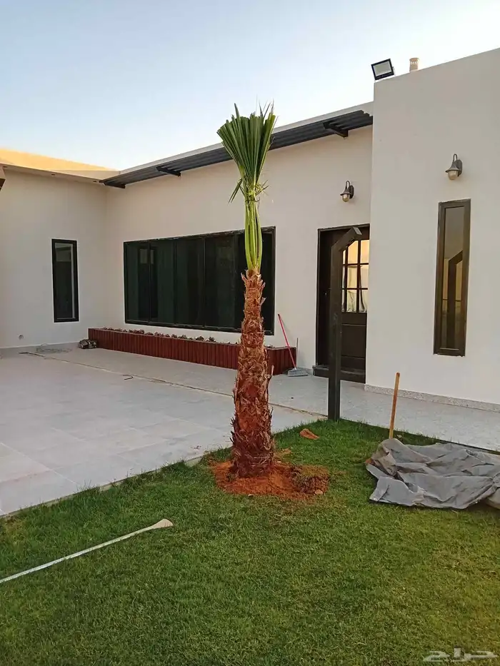 نقوم بتوريد جميع أنواع النخيل الوشنطني والعربي 3