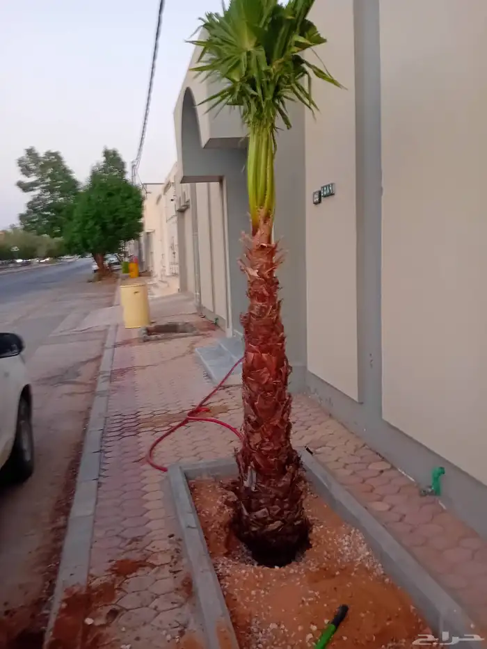 نقوم بتوريد جميع أنواع النخيل الوشنطني والعربي 4