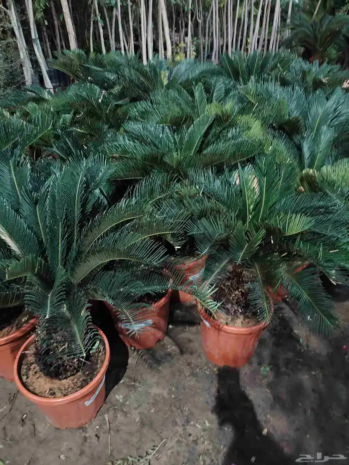 تنسيق حدائق 4