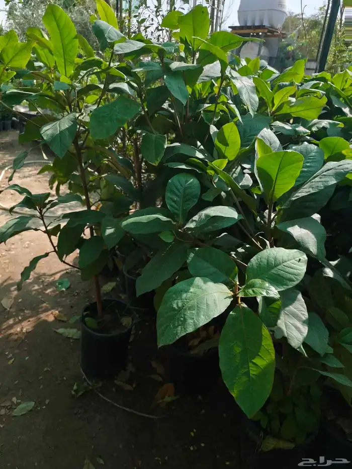 تنسيق حدائق 5