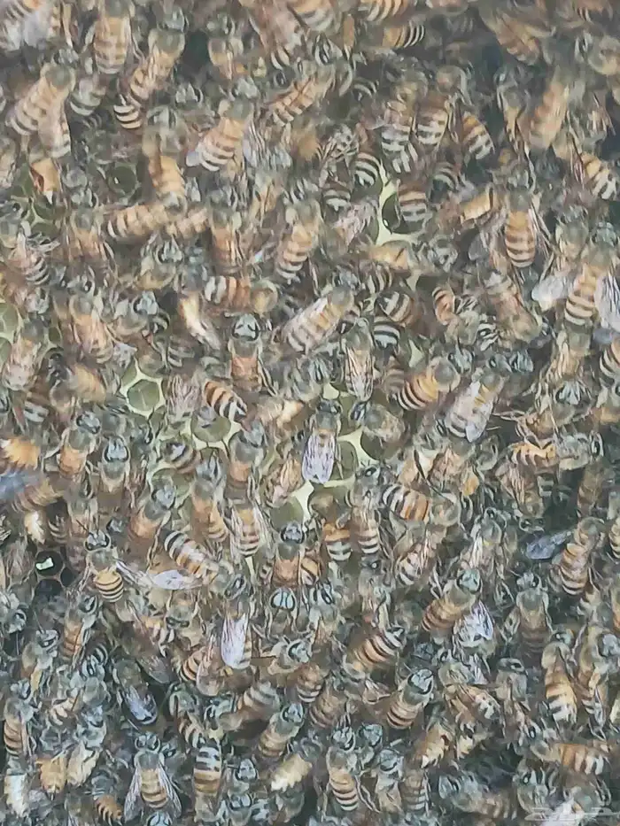 نحل بلدي للبيع 7