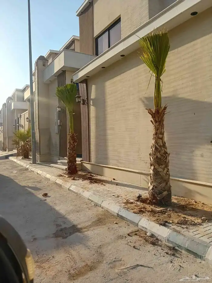 نقوم بتوريد جميع أنواع النخيل الوشنطني والعربي 2