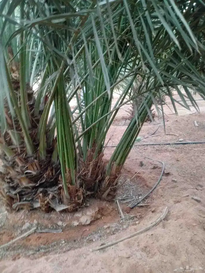 يوجد الدنيا جميع أنواع النخيل 2